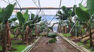 TARSİM'den üreticilere 586 milyon lira tazminat